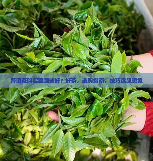 普洱茶购买藏哪些好