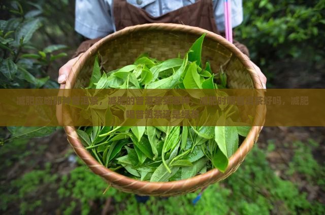 减肥应喝那种普洱茶