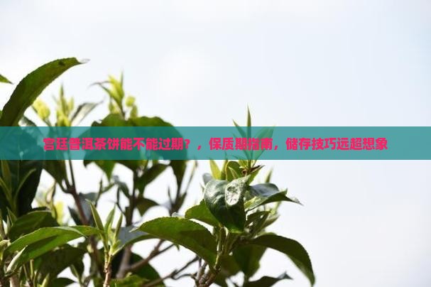 宫廷普洱茶饼能不能过期