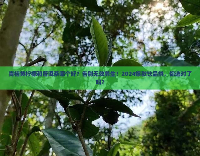 青桔黄柠檬和普洱茶哪个好