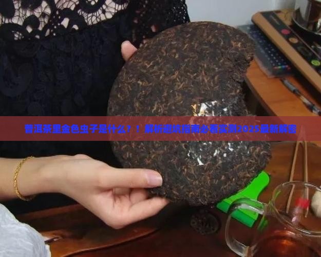 普洱茶里金色虫子是