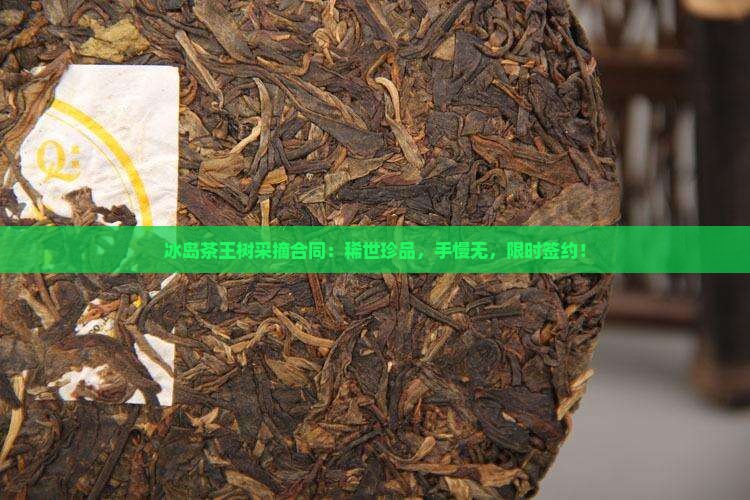 冰岛茶王树采摘合同