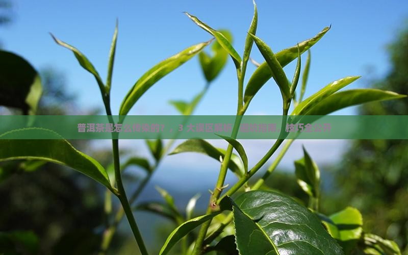 普洱茶是怎么传染的