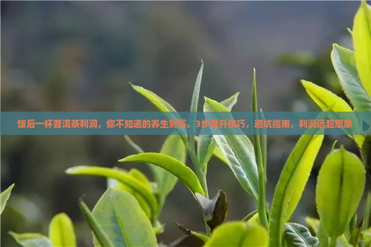饭后一杯普洱茶利润