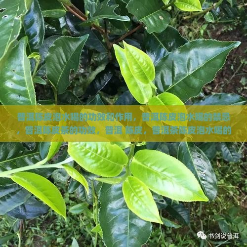 普洱陈皮泡水喝的功效