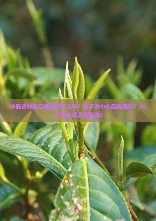 冰岛古村茶口味特点和功效