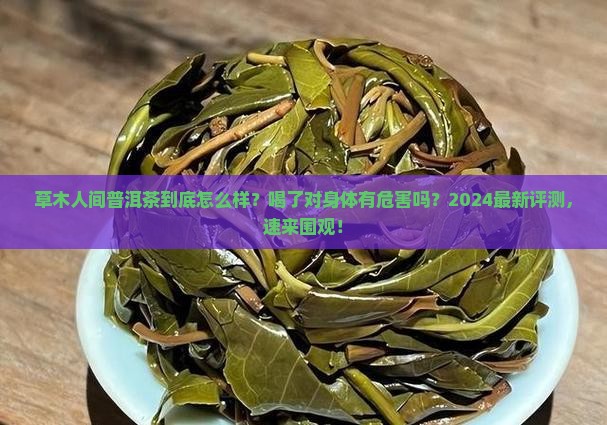 草木人间普洱茶怎么样