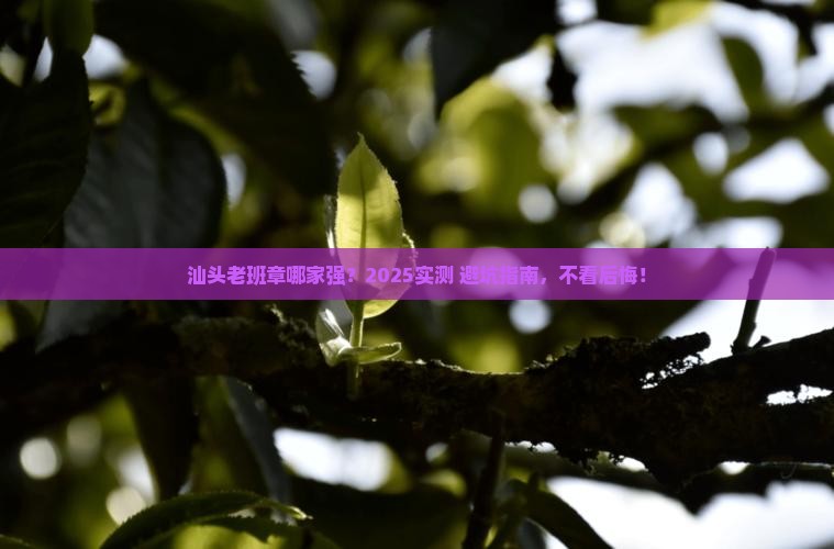 汕头老班章哪家好