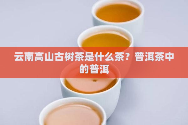 云南高山古树茶是什么茶