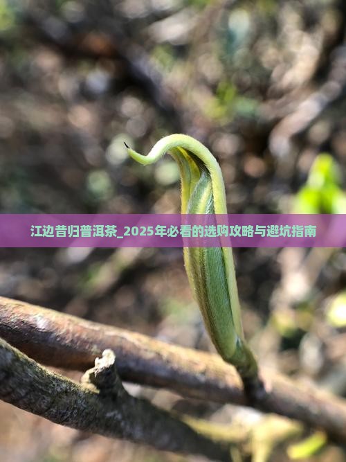 江边昔归普洱茶