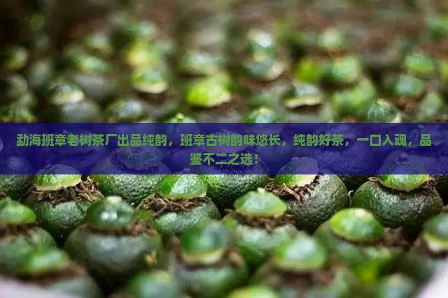 勐海班章老树茶厂出品纯韵
