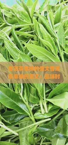 普洱茶单株的美文