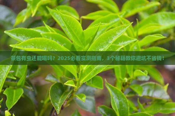 茶包有虫还可以喝吗