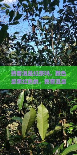 熟普洱是红茶吗