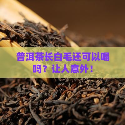 普洱茶长白毛还可以喝吗