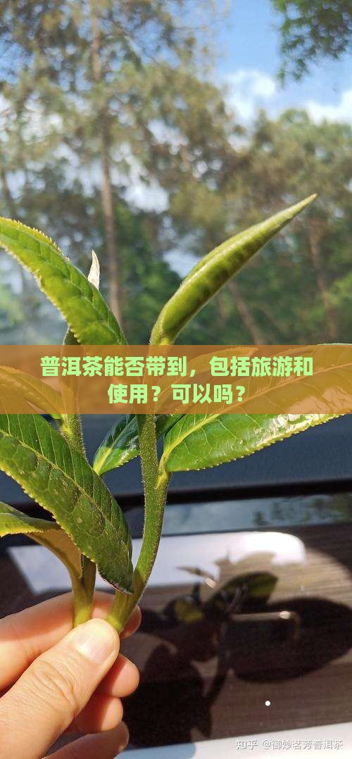 普洱茶能否带到美国