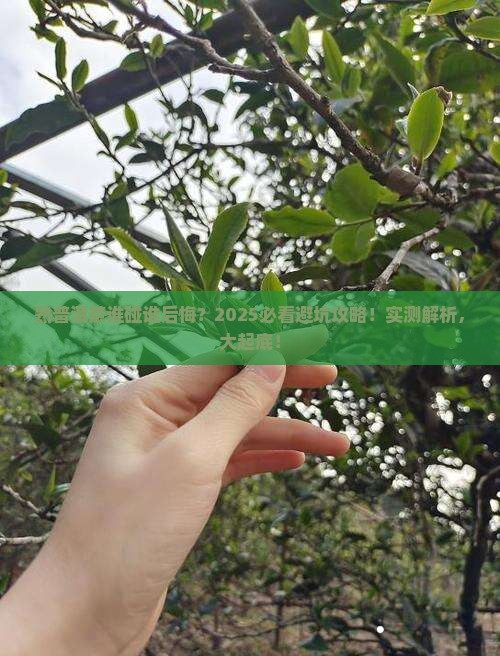 熟普洱茶不适合什么人