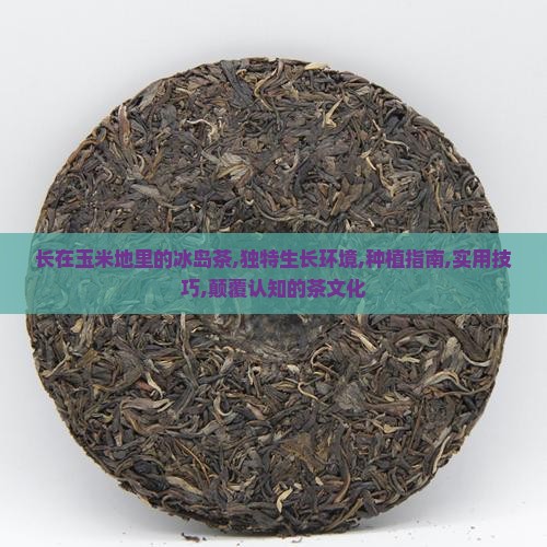 长在玉米地里的冰岛茶