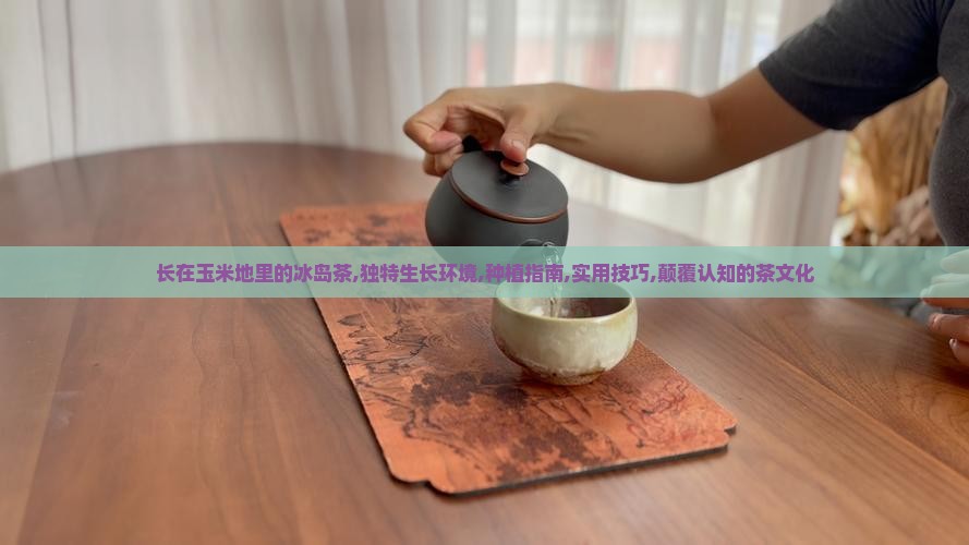 长在玉米地里的冰岛茶
