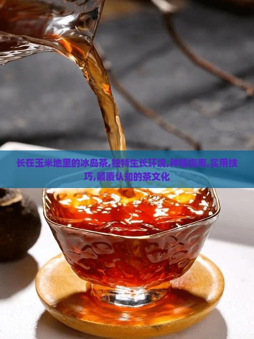 长在玉米地里的冰岛茶
