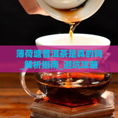 薄荷塘普洱茶是真的吗
