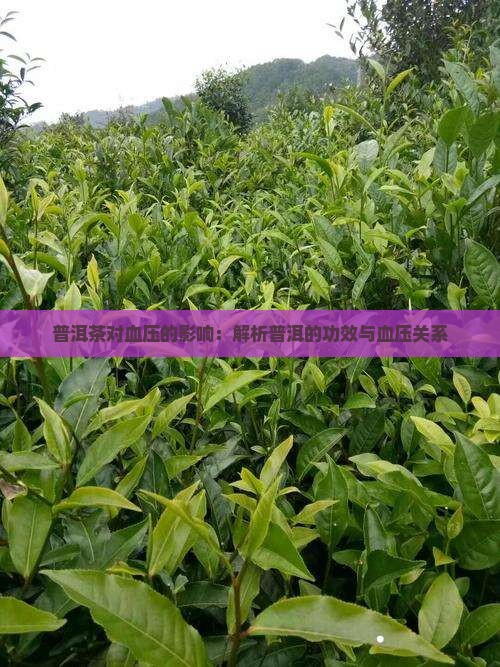 普洱茶是升血压还是降血压