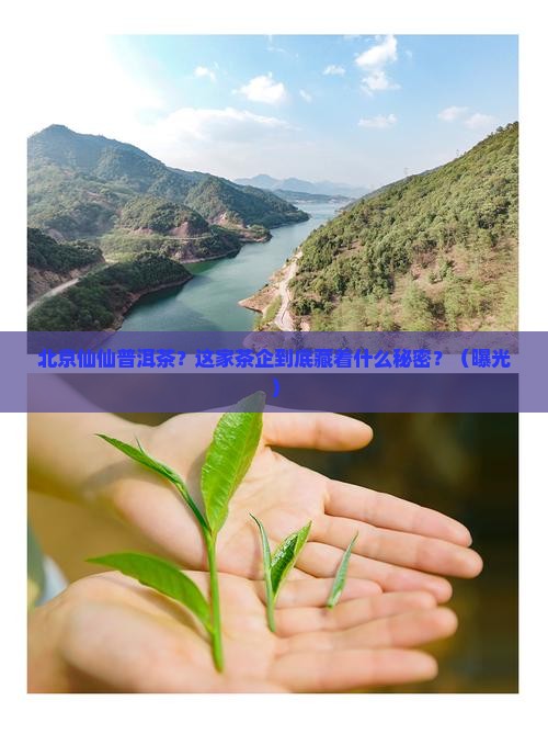 北京仙仙普洱茶有限公司
