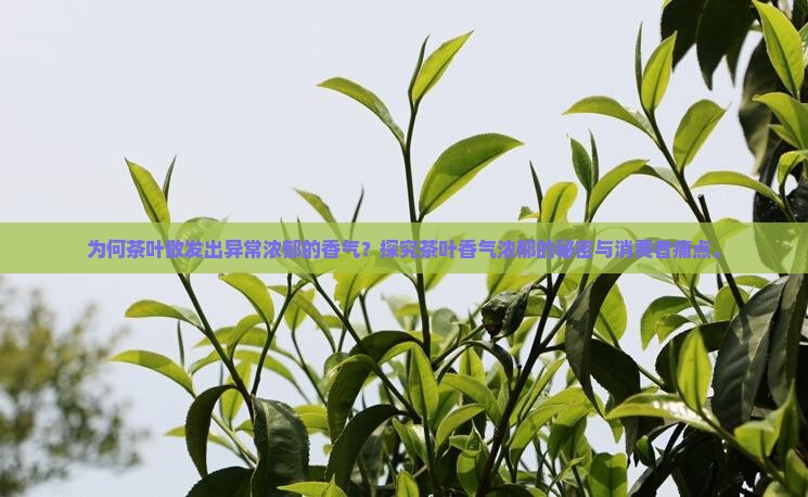为何茶叶散发出异常浓郁的香气？探究茶叶香气浓郁的秘密与消费者痛点。