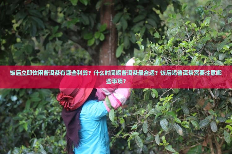 饭后立即饮用普洱茶有哪些利弊？什么时间喝普洱茶最合适？饭后喝普洱茶需要注意哪些事项？
