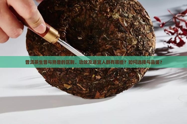 普洱茶生普与熟普的区别、功效及适宜人群有哪些？如何选择与品鉴？