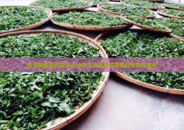 普洱茶里面有很多片状物正常吗及其原因与絮状物解析