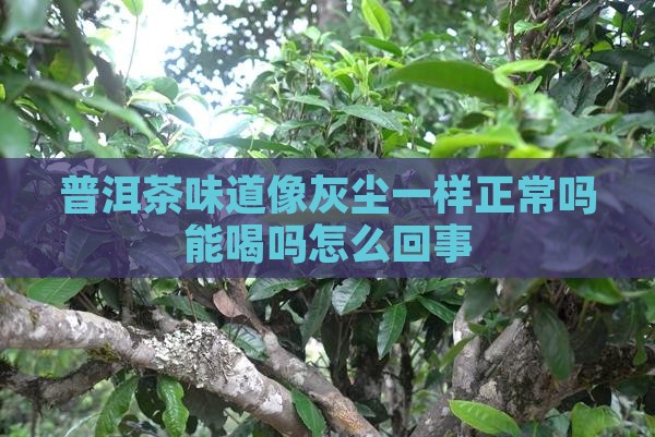 普洱茶味道像灰尘一样正常吗能喝吗怎么回事