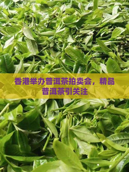 香港举办普洱茶拍卖会，精品普洱茶引关注