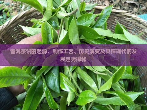 普洱茶饼的起源、制作工艺、历史演变及其在现代的发展趋势探秘