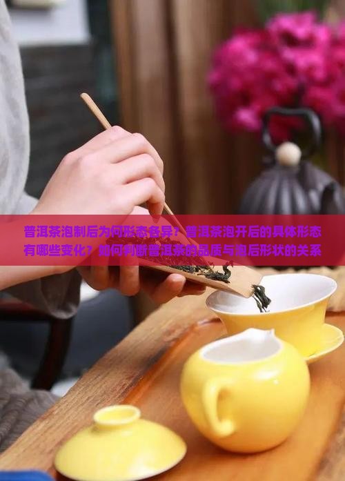 普洱茶泡制后为何形态各异？普洱茶泡开后的具体形态有哪些变化？如何判断普洱茶的品质与泡后形状的关系？