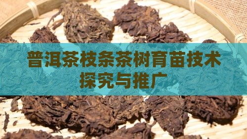 普洱茶枝条茶树育苗技术探究与推广