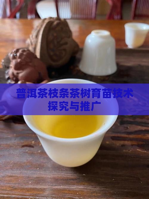 普洱茶枝条茶树育苗技术探究与推广