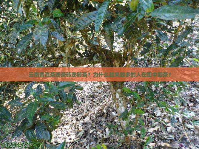 云南普洱茶熟茶砖熟砖茶？为什么越来越多的人在囤中期茶？