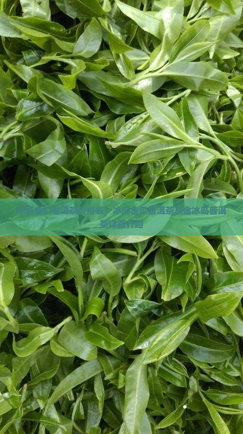 冰岛金爪普洱茶价格表：冰岛金瓜普洱茶及金冰岛普洱茶详细介绍