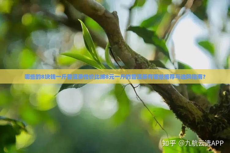 哪些的8块钱一斤普洱茶性价比缚8元一斤的普洱茶有哪些推荐与选购指南？