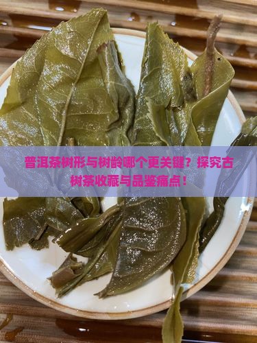 普洱茶树形与树龄哪个更关键？探究古树茶收藏与品鉴痛点！