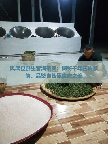 凤庆县野生普洱茶赞：探秘千年古树茶韵，品鉴自然原生态之美