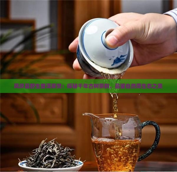 凤庆县野生普洱茶赞：探秘千年古树茶韵，品鉴自然原生态之美