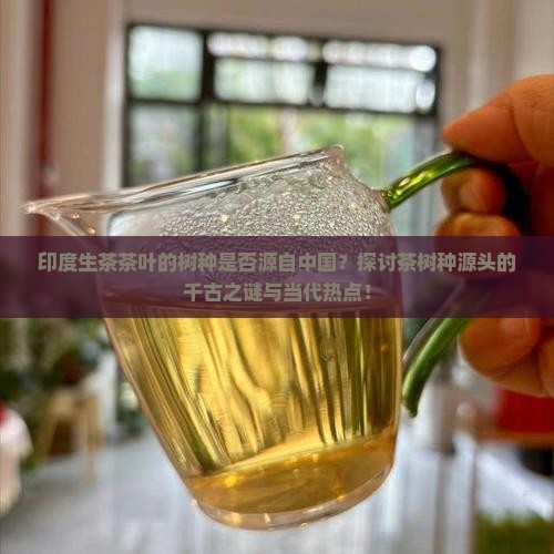 印度生茶茶叶的树种是否源自中国？探讨茶树种源头的千古之谜与当代热点！