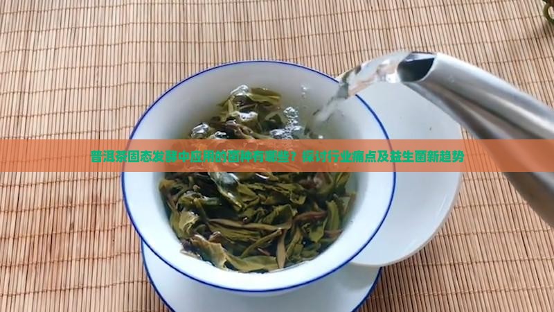 普洱茶固态发酵中应用的菌种有哪些？探讨行业痛点及益生菌新趋势