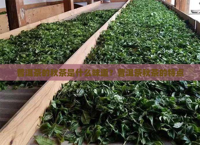 普洱茶的秋茶是什么味道？普洱茶秋茶的特点