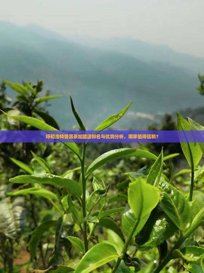 呼和浩特普洱茶加盟店排名与优势分析，哪家值得信赖？