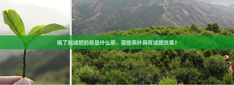 喝了能减肥的茶是什么茶，哪些茶叶具有减肥效果？