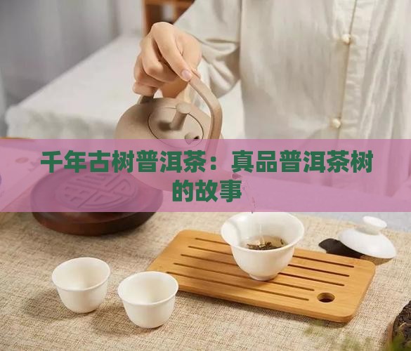 千年古树普洱茶：真品普洱茶树的故事