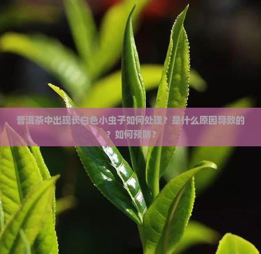 普洱茶中出现长白色小虫子如何处理？是什么原因导致的？如何预防？